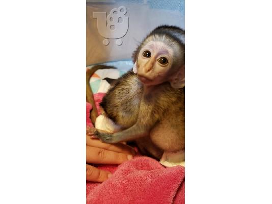 PoulaTo: Battle Fed Capuchin πιθήκους χρειάζονται νέα σπίτια
